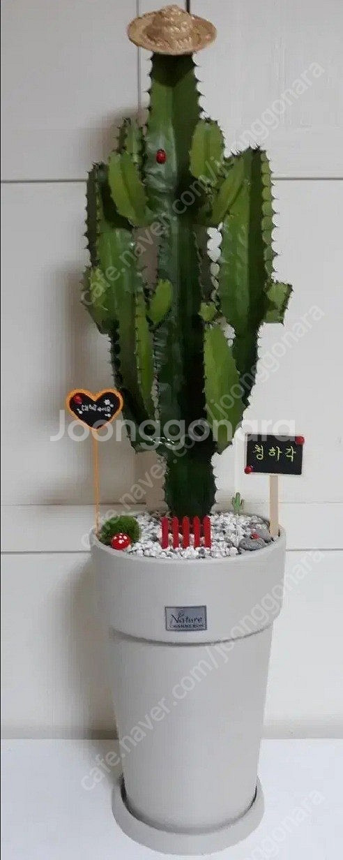 (택배가능)멋찐 밀짚 선인장 청하각~공기정화 식물--0